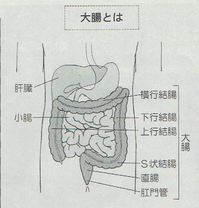 大腸