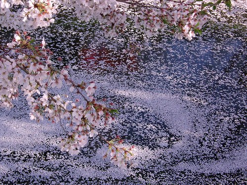 花さそふ比良の山風吹きにけり ねずさんの ひとりごと Miraiのブログ