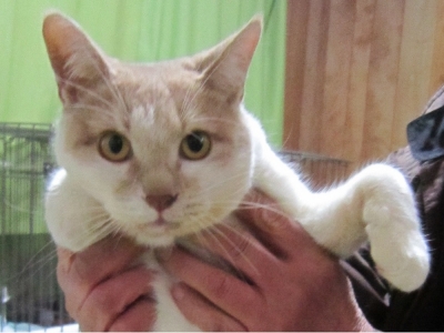 行方不明のしろ②