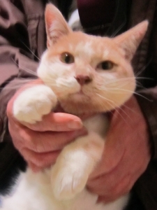 行方不明のしろ①