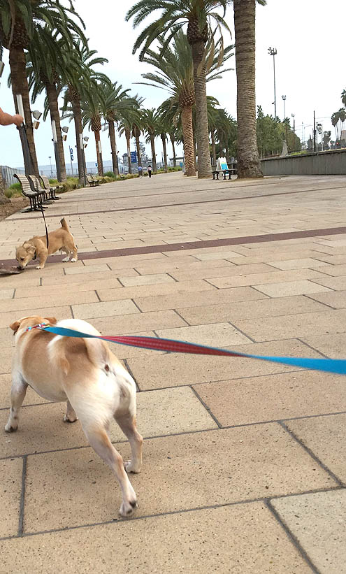 正直さんぽロサンゼルスの港