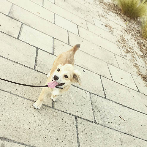 ジョジョの奇妙な散歩