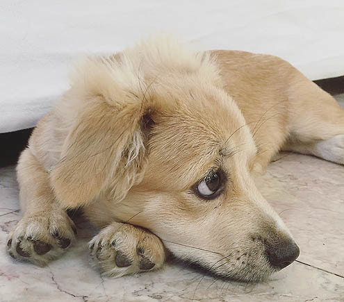 ジョジョの奇妙な散歩