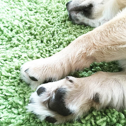 ジョジョの奇妙な散歩