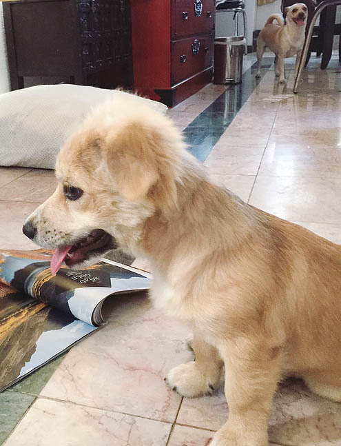 JoJoP94beyond_4324_x