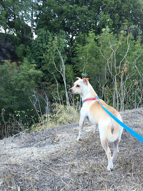 平日ハイキング・ペックパークinサンペドロ