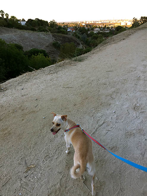 平日ハイキング・ペックパークinサンペドロ