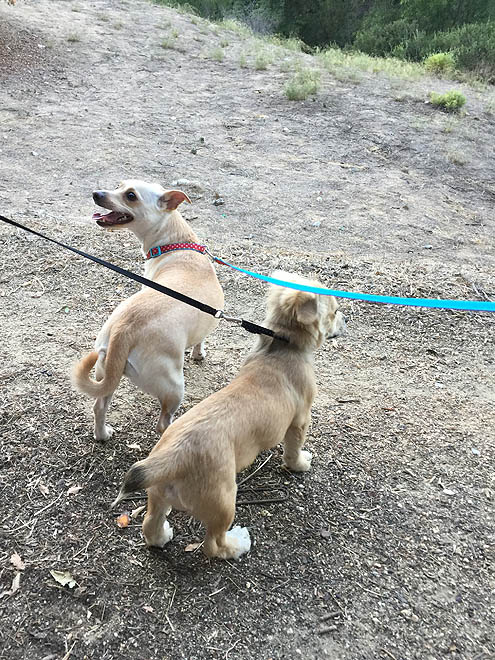 平日ハイキング・ペックパークinサンペドロ