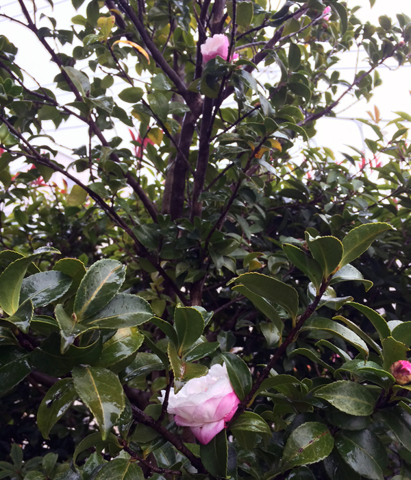 山茶花_20151108