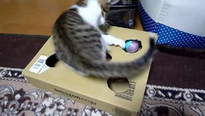 猫 段ボールで 手作りおもちゃ 面白動物動画王国