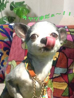 IMG_3577[1]_convert_20150910044436
