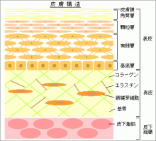 $エステサロンｓｈｉｎｅの裏のうら。。。in香港