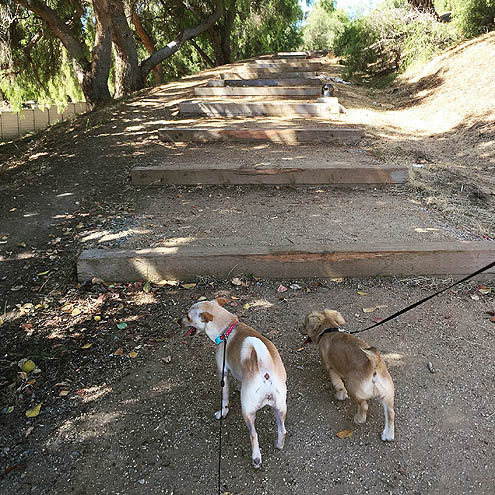 わんこ正直さんぽ～ゲットーな公園