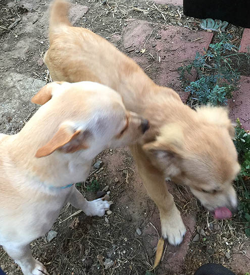 ジョジョの奇妙な館