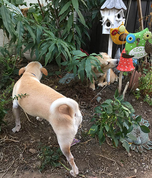 ジョジョの奇妙な館