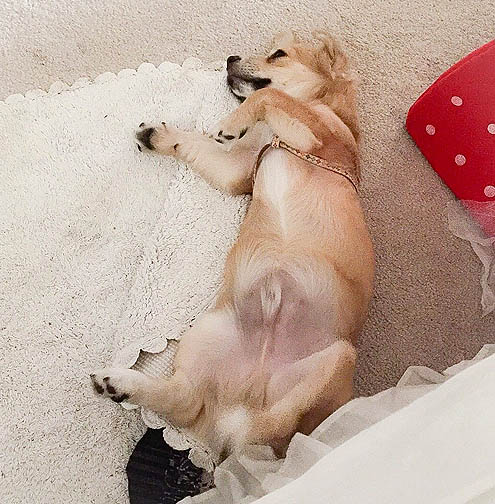 今日からゲイボーイ