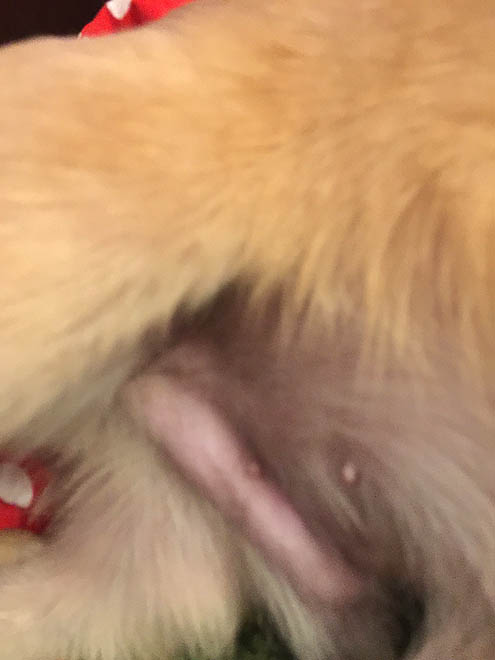 今日からゲイボーイ