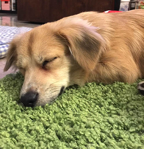 今日からゲイボーイ