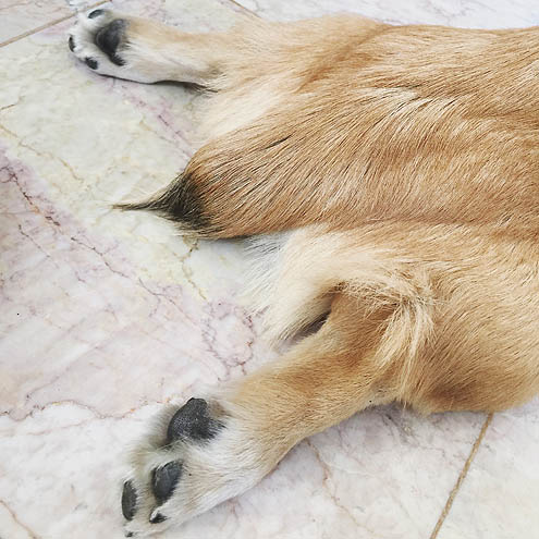 ジョジョの奇妙な一休みポーズ