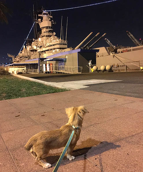 正直さんぽロサンゼルスの港