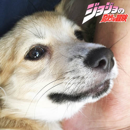 ジョジョの奇妙な予防接種