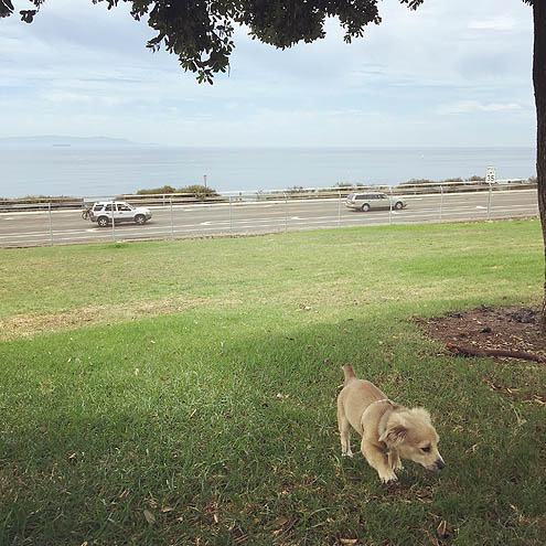 ドライブ嫌いなP94シシ丸ソロ