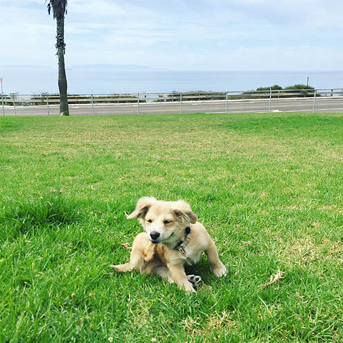 ドライブ嫌いなP94シシ丸ソロ