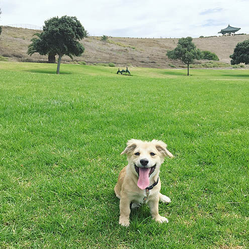 ドライブ嫌いなP94シシ丸ソロ