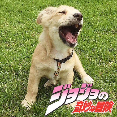 ドライブ嫌いなP94シシ丸ソロ