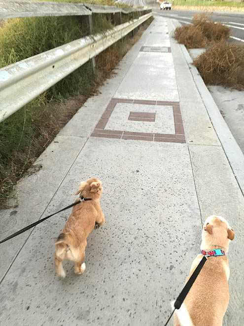 サンセット眺めながら正直さんぽ