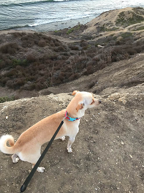 サンセット眺めながら正直さんぽ