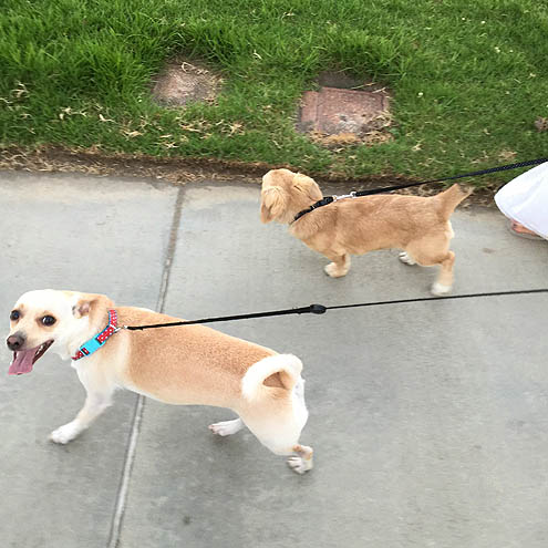 サンセット眺めながら正直さんぽ