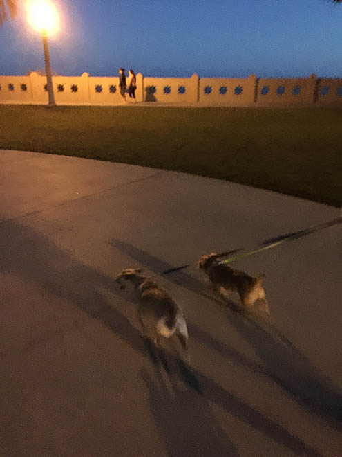 サンセット眺めながら正直さんぽ