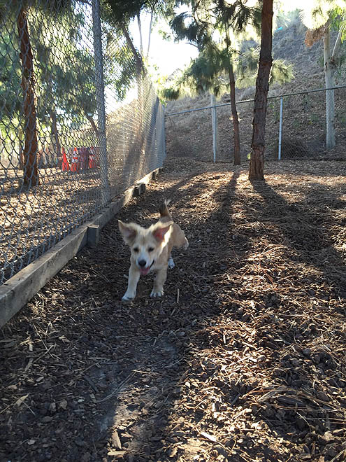 ドッグパークに吠えろ