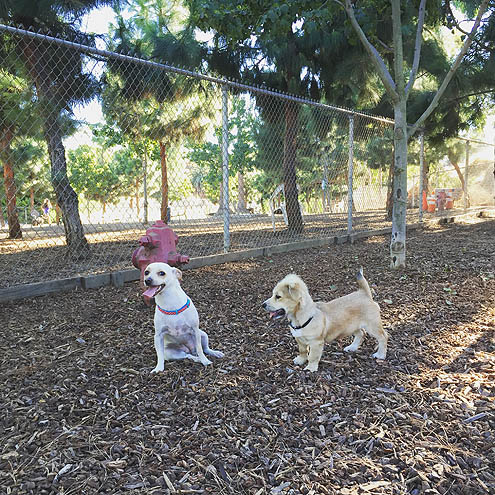 ドッグパークに吠えろ