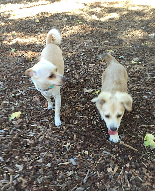 ドッグパークに吠えろ