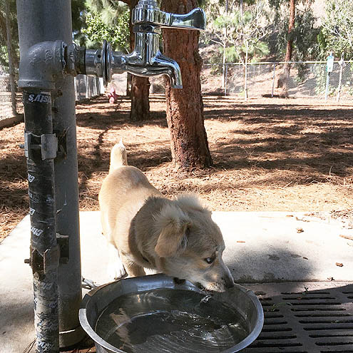 ドッグパークに吠えろ