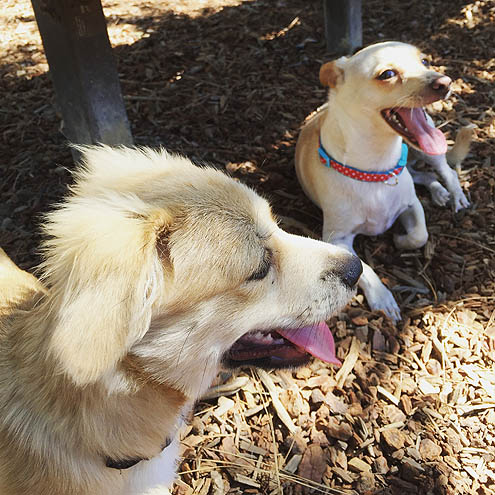 ドッグパークに吠えろ