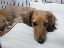 フラワーセラピストのつぶやき　フラワースクールｆ.message 【茨城県筑西市】