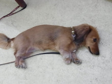 フラワーセラピストのつぶやき　フラワースクールｆ.message 【茨城県筑西市】