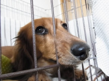 フラワーセラピストのつぶやき　フラワースクールｆ.message 【茨城県筑西市】