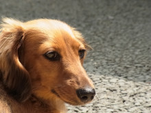 フラワーセラピストのつぶやき　フラワースクールｆ.message 【茨城県筑西市】