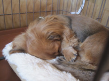 フラワーセラピストのつぶやき　フラワースクールｆ.message 【茨城県筑西市】