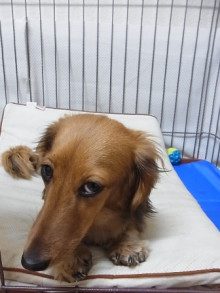 フラワーセラピストのつぶやき フラワースクールf.message 【茨城県筑西市】