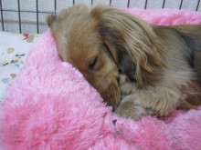 フラワーセラピストのつぶやき フラワースクールf.message 【茨城県筑西市】