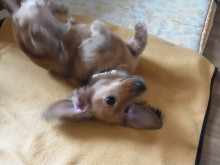 フラワーセラピストのつぶやき　フラワースクールｆ.message 【茨城県筑西市】