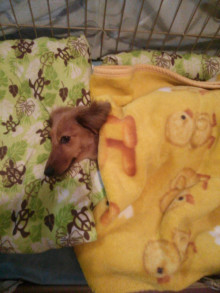 フラワーセラピストのつぶやき フラワースクールf.message 【茨城県筑西市】