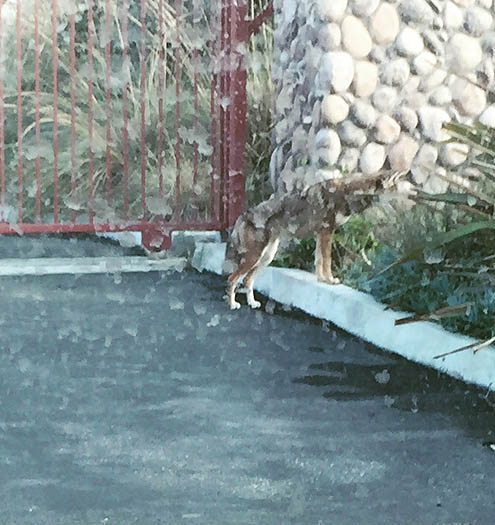 コヨーテ問題3P泥