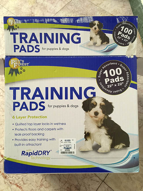 家しょんおまけにヘタレ