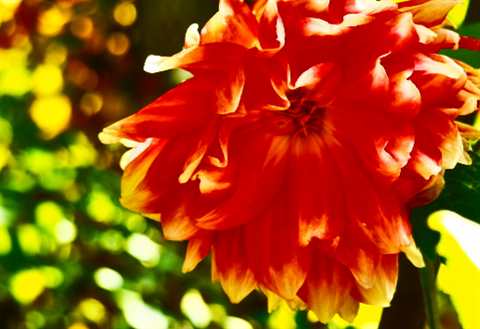 ダリアは 恋の花 不倫の花 裏切りの花 A Barsoのブログ